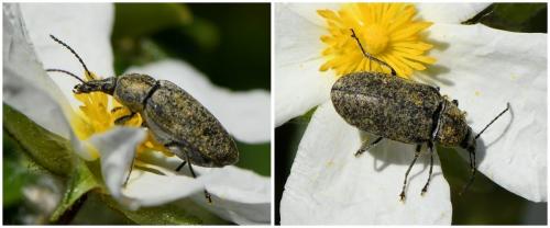 Réf. 231 118 : Mycterus curculioides